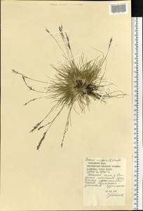 Festuca vivipara (L.) Sm., Siberia, Central Siberia (S3) (Russia)