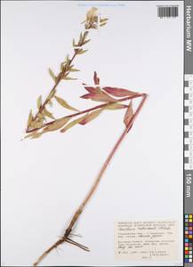 Oenothera × rubricaulis Kleb., Eastern Europe, Middle Volga region (E8) (Russia)