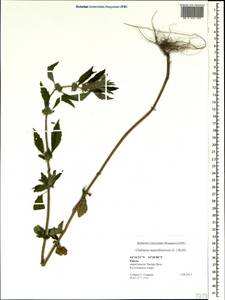 Chaiturus marrubiastrum (L.) Ehrh. ex Rchb., Crimea (KRYM) (Russia)