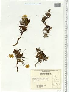 Dryas octopetala subsp. punctata (Juz.) Hultén, Siberia, Russian Far East (S6) (Russia)