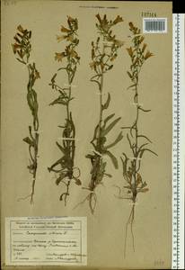 Campanula sibirica L., Siberia, Altai & Sayany Mountains (S2) (Russia)