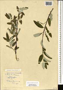 Elaeagnus angustifolia L., Caucasus, Armenia (K5) (Armenia)