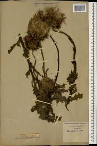 Carduus nutans, Caucasus, Krasnodar Krai & Adygea (K1a) (Russia)