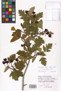 Crataegus monogyna × nigra, Eastern Europe, Moscow region (E4a) (Russia)