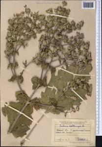 Salvia aethiopis L., Middle Asia, Northern & Central Tian Shan (M4) (Kazakhstan)