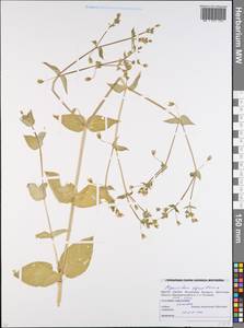 Stellaria aquatica (L.) Scop., Eastern Europe, Belarus (E3a) (Belarus)