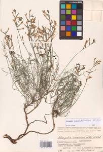 Astragalus pseudotataricus Boriss., Eastern Europe, Lower Volga region (E9) (Russia)