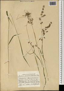 Melica turczaninowiana Ohwi, Mongolia (MONG) (Mongolia)