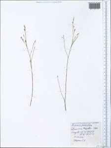 Bufonia tenuifolia, Crimea (KRYM) (Russia)