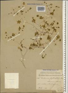 Centaurea bruguiereana subsp. belangeriana (DC.) Bornm., Caucasus, Azerbaijan (K6) (Azerbaijan)