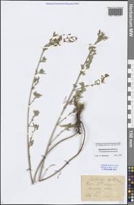 Medicago falcata L., Eastern Europe, Central forest-and-steppe region (E6) (Russia)