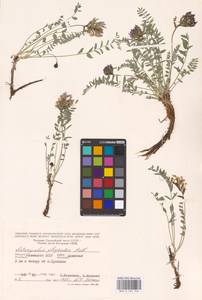 Astragalus physodes L., Eastern Europe, Lower Volga region (E9) (Russia)