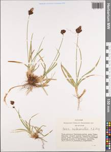 Carex melanantha C.A.Mey., Siberia, Altai & Sayany Mountains (S2) (Russia)