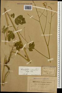 Hirschfeldia incana (L.) Lagr.-Foss., Caucasus (no precise locality) (K0)