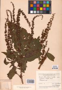 Rumex obtusifolius L., Eastern Europe, North-Western region (E2) (Russia)