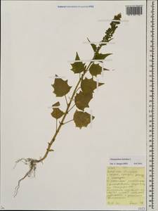 Chenopodiastrum hybridum (L.) S. Fuentes, Uotila & Borsch, Eastern Europe, Belarus (E3a) (Belarus)