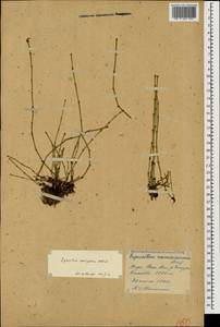 Equisetum variegatum Schleich. ex F. Weber & D. Mohr, Caucasus, Georgia (K4) (Georgia)