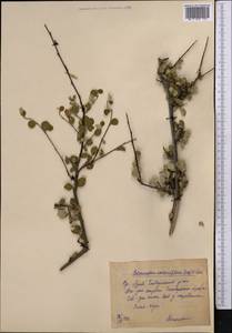 Cotoneaster suavis Pojark., Middle Asia, Pamir & Pamiro-Alai (M2)