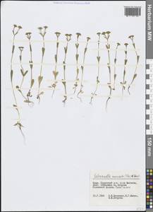 Valerianella eriocarpa Desv., Crimea (KRYM) (Russia)