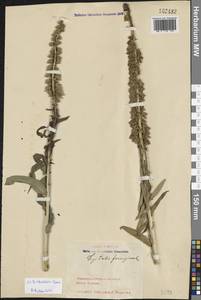 Digitalis ferruginea subsp. schischkinii (Ivanina) K.Werner, Caucasus, Black Sea Shore (from Novorossiysk to Adler) (K3) (Russia)