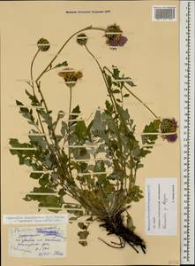 Psephellus leucophyllus (M. Bieb.) C. A. Mey., Caucasus, North Ossetia, Ingushetia & Chechnya (K1c) (Russia)