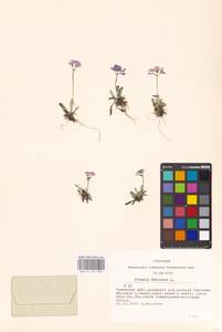 Primula farinosa L., Siberia, Altai & Sayany Mountains (S2) (Russia)