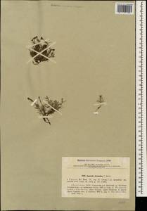 Cynanchica abchasica (V.I.Krecz.) P.Caputo & Del Guacchio, Caucasus, Abkhazia (K4a) (Abkhazia)