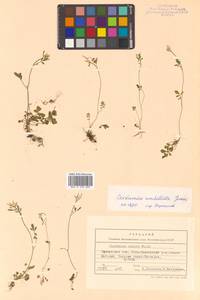 Cardamine umbellata Greene, Siberia, Chukotka & Kamchatka (S7) (Russia)