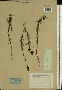 Linaria macroura (M. Bieb.) M. Bieb., Eastern Europe, South Ukrainian region (E12) (Ukraine)