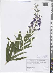 Chamaenerion angustifolium (L.) Scop., Eastern Europe, Central forest region (E5) (Russia)