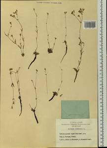 Silene orientalimongolica Kozhevn., Siberia, Central Siberia (S3) (Russia)