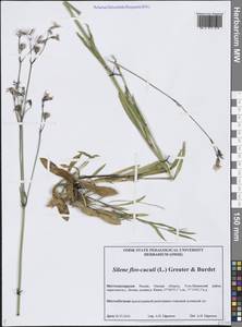 Silene flos-cuculi (L.) Greuter & Burdet, Siberia, Western Siberia (S1) (Russia)