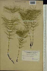 Equisetum pratense Ehrh., Eastern Europe, Central forest-and-steppe region (E6) (Russia)
