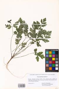 Chaerophyllum temulum L., Eastern Europe, Moscow region (E4a) (Russia)