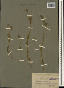 Asperula arvensis L., Caucasus, Azerbaijan (K6) (Azerbaijan)