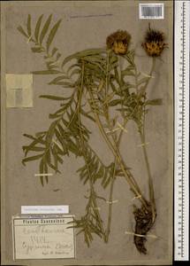 Rhaponticoides ruthenica (Lam.) M. V. Agab. & Greuter, Caucasus, Stavropol Krai, Karachay-Cherkessia & Kabardino-Balkaria (K1b) (Russia)