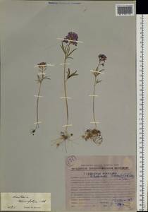 Cardamine tenuifolia Hook., Siberia, Chukotka & Kamchatka (S7) (Russia)