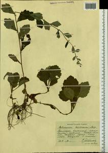 Artemisia keiskeana Miq., Siberia, Russian Far East (S6) (Russia)