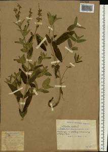 Nepeta nuda subsp. nuda, Eastern Europe, South Ukrainian region (E12) (Ukraine)