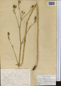 Anthriscus glacialis Lipsky, Middle Asia, Northern & Central Tian Shan (M4) (Kyrgyzstan)