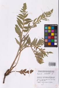 Papaver orientale L., Eastern Europe, Lower Volga region (E9) (Russia)