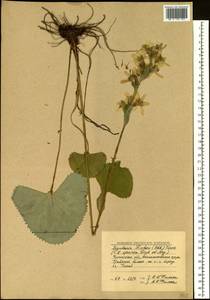 Ligularia fischeri (Ledeb.) Turcz., Siberia, Baikal & Transbaikal region (S4) (Russia)
