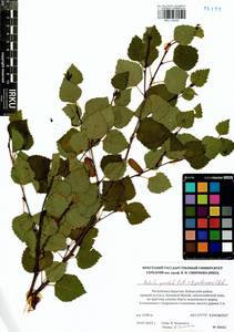 Betula pendula × pubescens, Siberia, Baikal & Transbaikal region (S4) (Russia)