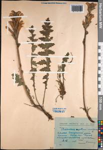 Pedicularis sceptrum-carolinum L., Siberia, Baikal & Transbaikal region (S4) (Russia)