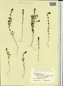 Euphrasia ×vernalis List, Eastern Europe, Northern region (E1) (Russia)