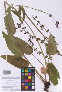 Salvia pratensis L., Eastern Europe, Moscow region (E4a) (Russia)