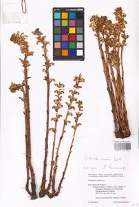 MHA 0 162 446, Orobanche cumana Wallr., Eastern Europe, Central forest-and-steppe region (E6) (Russia)