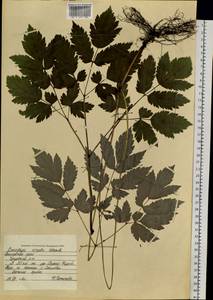 Actaea simplex (DC.) Wormsk. ex Fisch. & C. A. Mey., Siberia, Russian Far East (S6) (Russia)