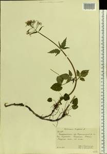 Valeriana tripteris L., Eastern Europe, West Ukrainian region (E13) (Ukraine)