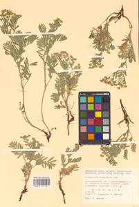 Sibbaldianthe orientalis (Soják) Mosyakin & Shiyan, Eastern Europe, Lower Volga region (E9) (Russia)